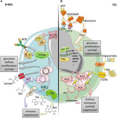 Linking Immunoevasion and Metabolic Reprogramming in B-Cell–Derived Lymphomas